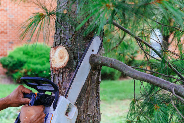 Best Tree Removal Services  in Wharton, TX